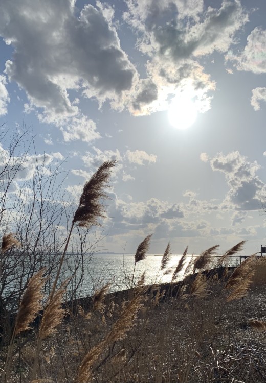 Pocket habitats along Lake Erie's shores, like the Cleveland Lakefront Nature Preserve, become important stopover sites for migrant birds to refuel before heading north.