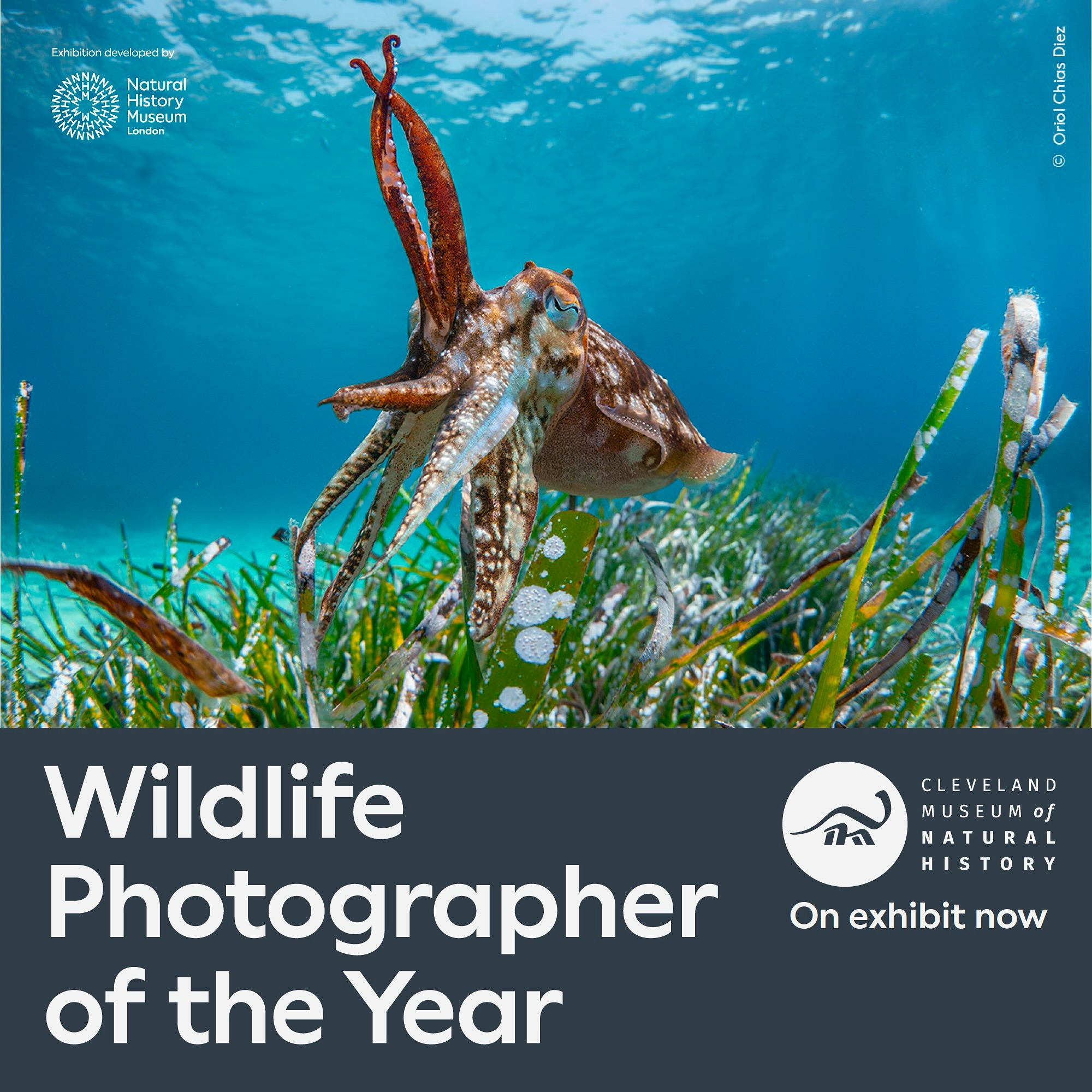 The word-renowned Wildlife Photographer of the Year exhibit at Cleveland Museum of Natural History