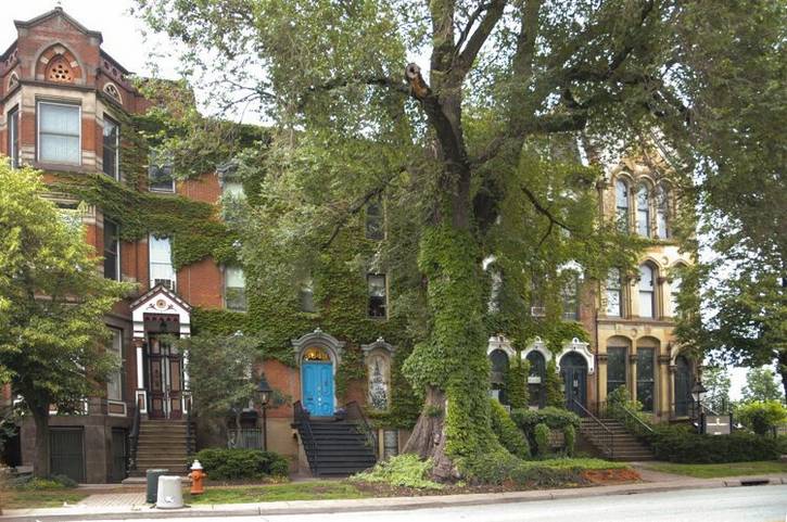The Prospect Ave Historic Elm in all it's glory in 2006