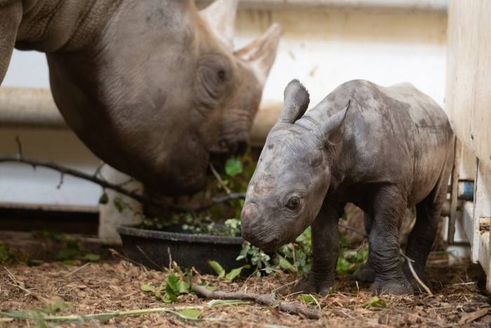 Theblack rhino calf at the Cleveland Metroparks Zoo, with his  22-year-old mother Kibibbi.