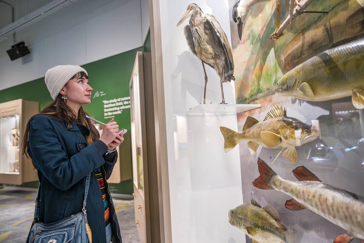 A student ponders stuffed birds and fish for a biomimicry project.