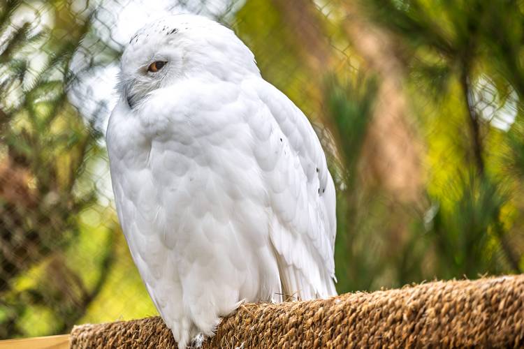 A snowy owl posed for inspiration during KSU's avian biomimicry fashion project.