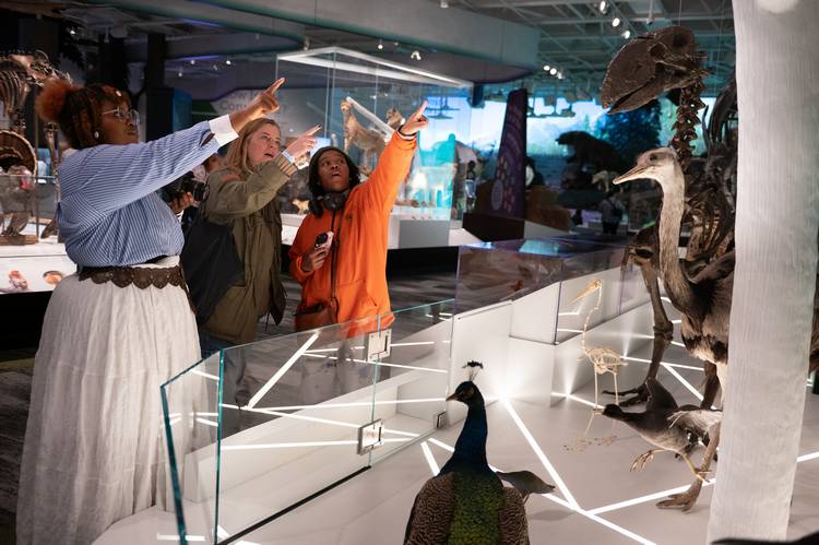 KSU School of Fashion students study the avian examples at CMNH.