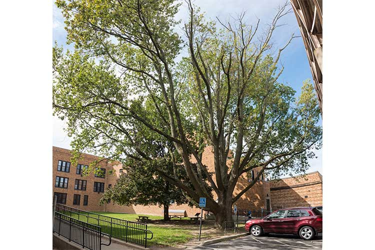 One of the four original Jess Owens English oak trees, given to Owens at the 1936 Berlin Olympics for his four gold medals.