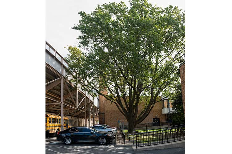 A Jesse Owens English Oak at Rhodes High School