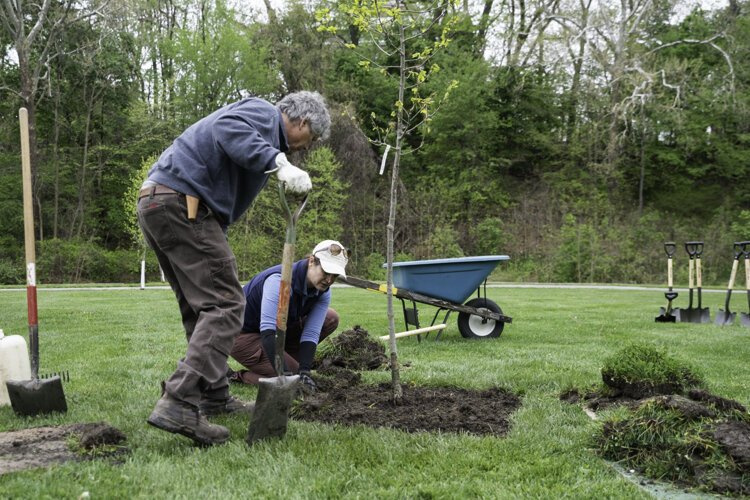 The planting on a Jesse Owens oak sapling clone in 2021 at Rockefeller Park.
