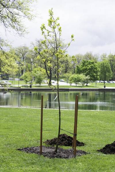 A newly-planted Jess Owens oak sapling clone planted at Rockefeller Park in 2021.