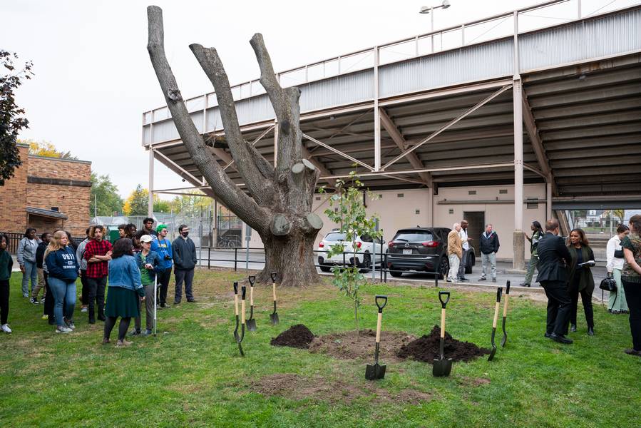 Jesse Owens oak sapling clones ae planted near the original tree.