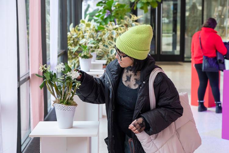 A guest studies a dendrobium latoria mini snowflake orchid.