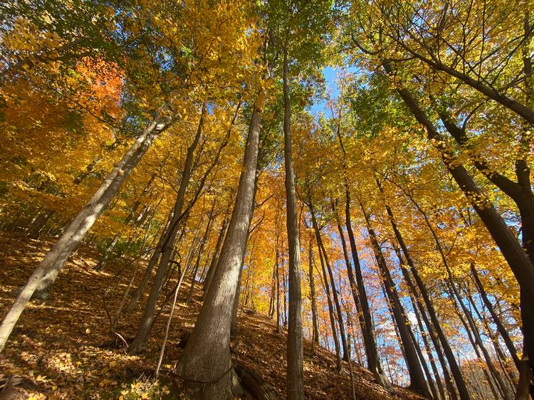 Sustainable Economies empowers organizations like Cleveland Museum of Natural History to create positive change in places like Wolf Run Preserve.