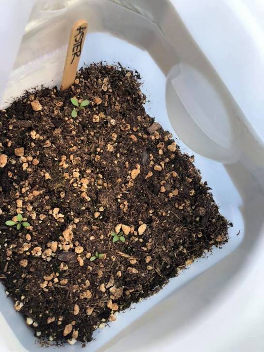 Asters provide nectar and pollen for pollinators, attract birds with their seeds, and are colorful additions to the garden.