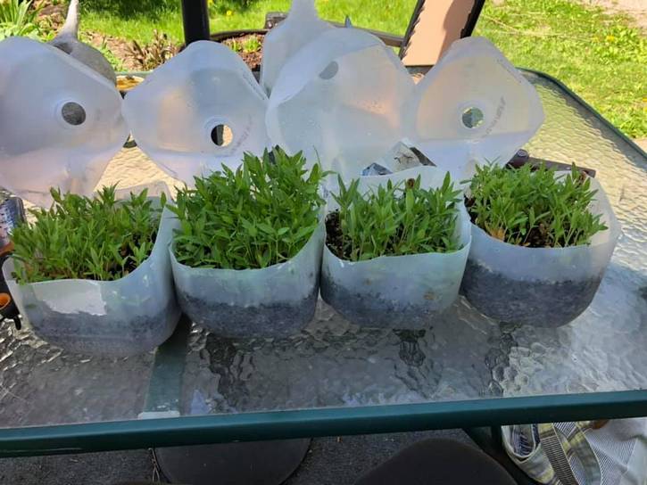 Milkweed supports pollinators like bees and Monarch butterflies, while it also combats invasive species like the spotted lanternfly.