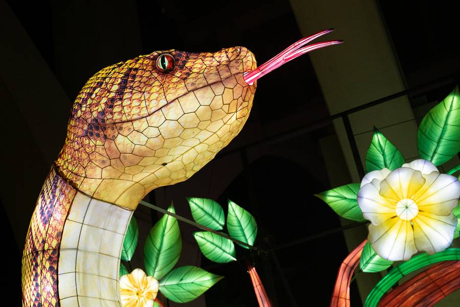Uniquely themed areas at this year's Asian Lantern Festival include African animals, ocean creatures, and botanical gardens.