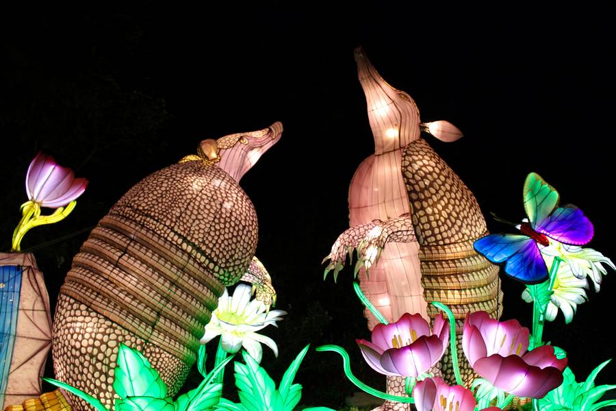 Two huge armadillo lanterns look up towards the night sky.