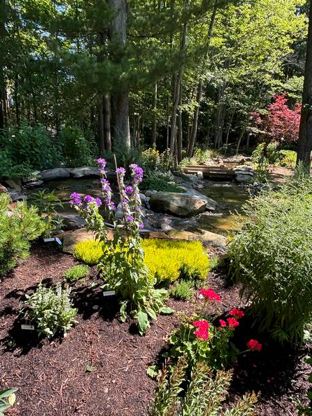 A naturalized scene on a wooded lot.