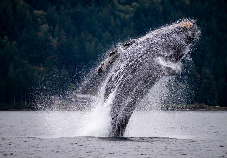 A humpback breaches in the Salish Sea.