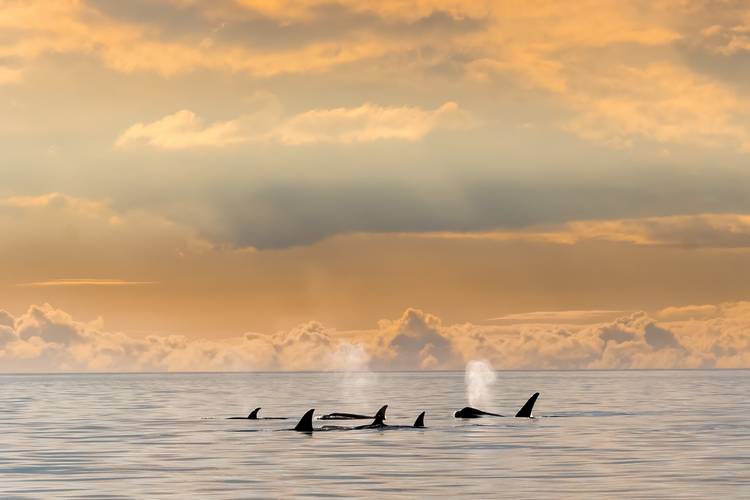 A dramatic day in the waters off Washington's San Juan Islands.