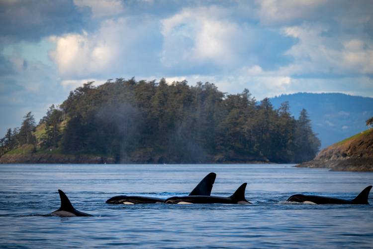 A pod of orcas.
