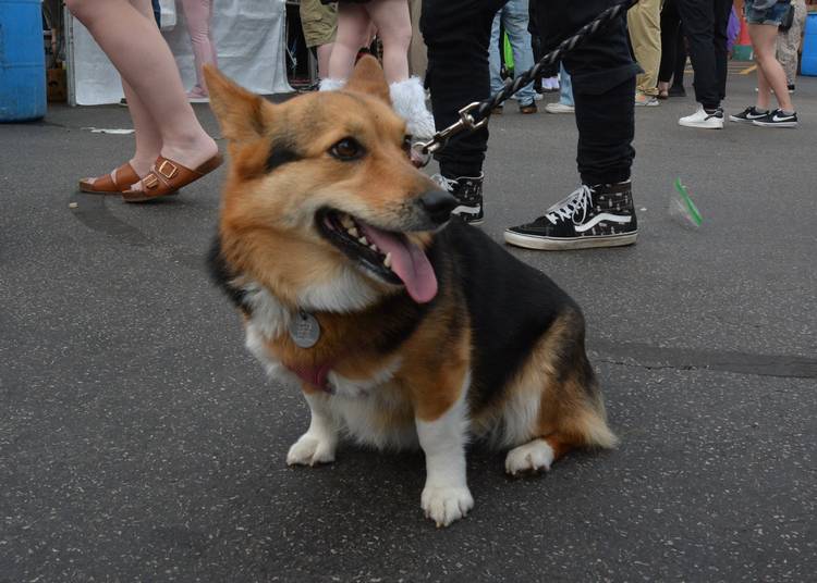 Even the dogs enjoyed the festival!