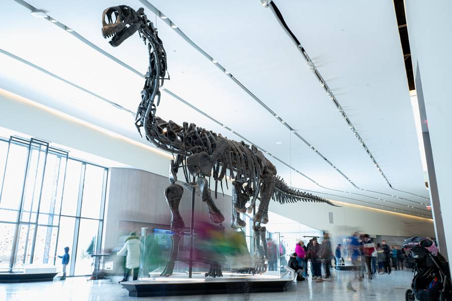 Dinosaur fossil replicas are a popular attraction at CMNH.