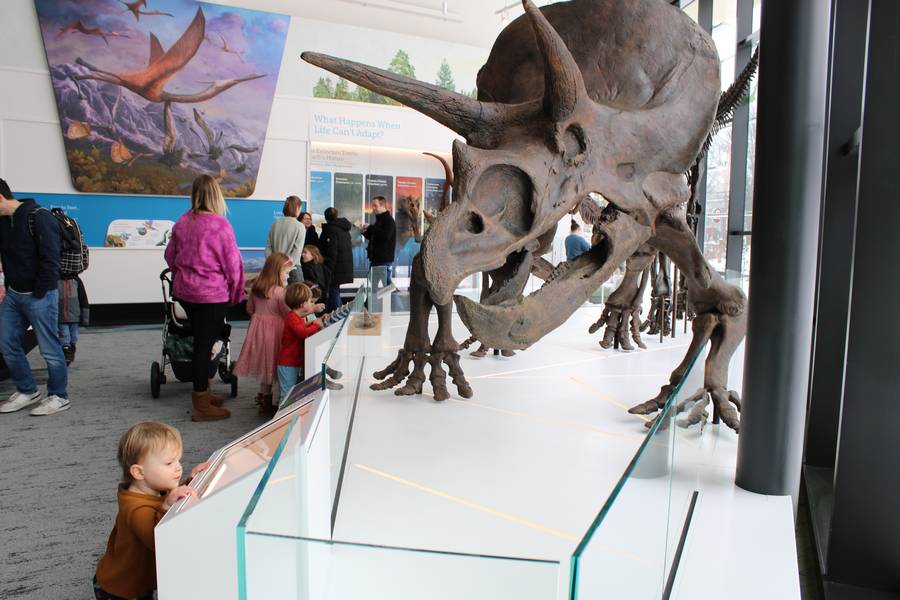 Dinosaur fossil replicas are a popular attraction at CMNH.