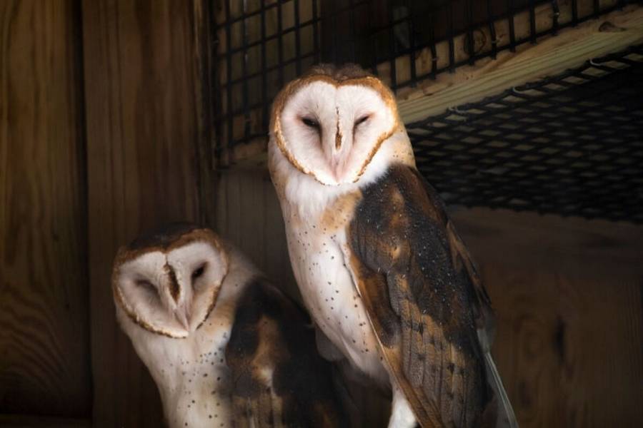 Two of the three barn owls—Tadar, Castor, and Pollux—who live in the Ralph Perkins II Wildlife Center & Woods Garden.