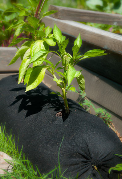 Garden Soxx Planting