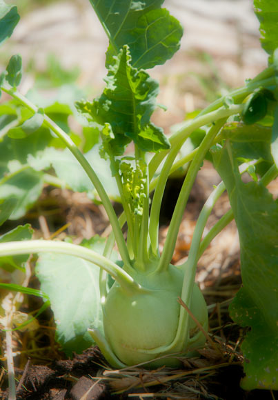 Kohlrabi at Gloria Jalil Garden