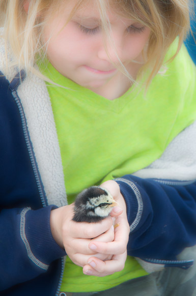 baby_chick_255.jpg