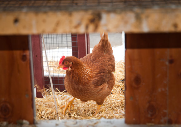 trattner_chickens_106.jpg