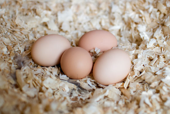 wilson_chickens_179.jpg