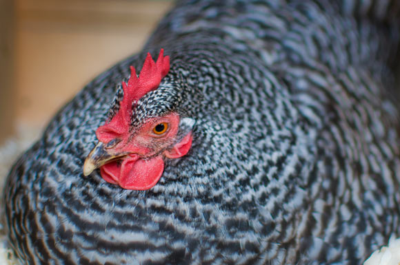 wilson_chickens_229.jpg