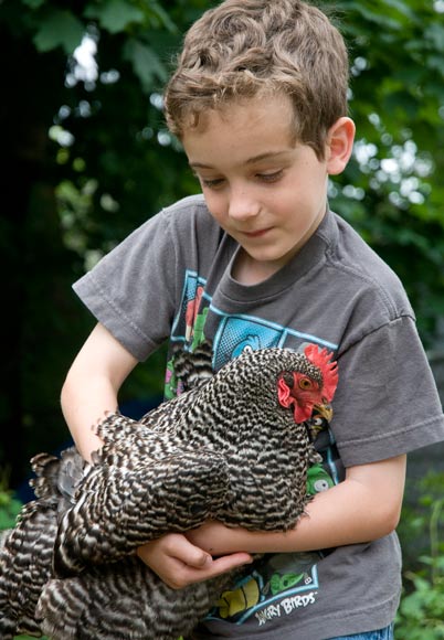 wilson_chickens_279.jpg