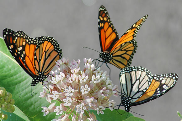 Monarchs at Whiskey Island