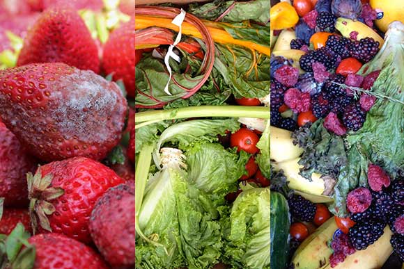 Lucky Penny Farm Food Waste