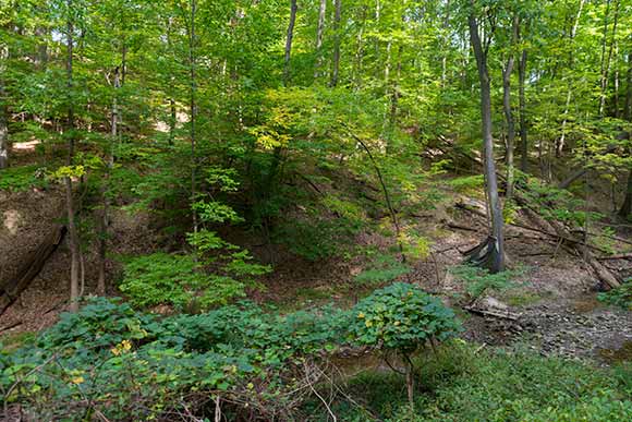 Euclid Railroad-Green Creek Corridor after a recent cleanup