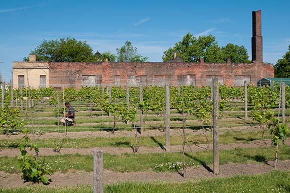 The Vineyards of Chateau Hough