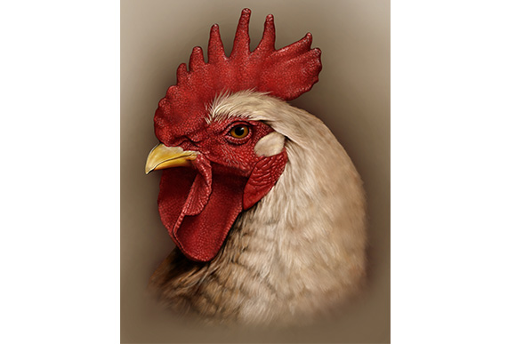 Rooster Study by Rebecca Konte is an example of the wildlife art she enjoys creating to utilize and develop her artistic abilities