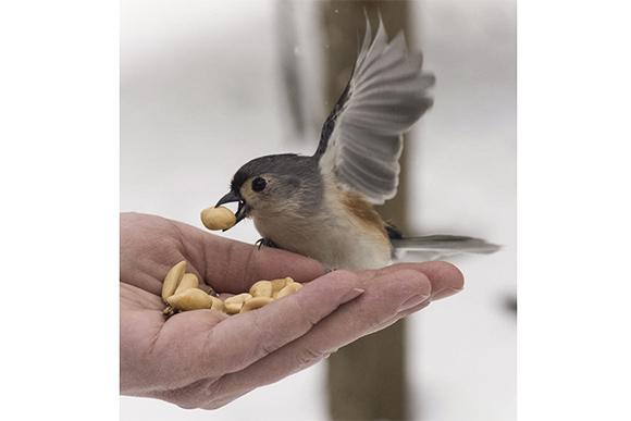 Hand feeding the chickadees at the Brecksville Nature Center