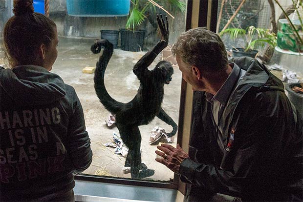 A Spider Monkey recognizes curator Tad Schoffner and comes in for a high five