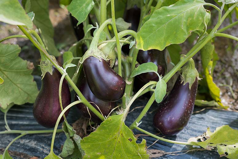 Eggplant still growing at Ohio City Farm
