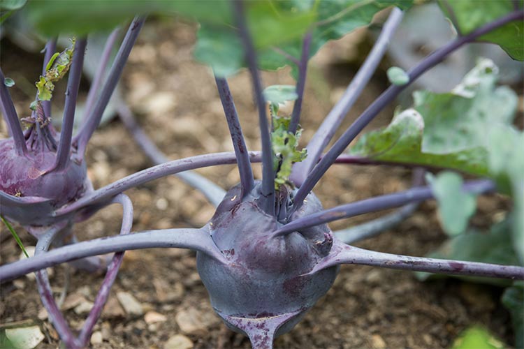 Kohlrabi from Orchard Grove