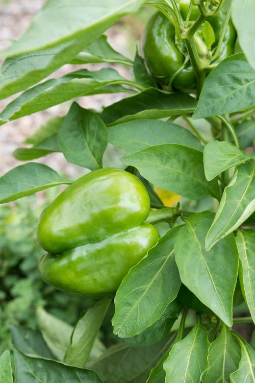 Orchard Grove CSA Green Pepper