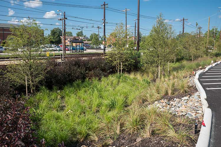 The bioswale off the rear parking lot of the Upstairs apartments