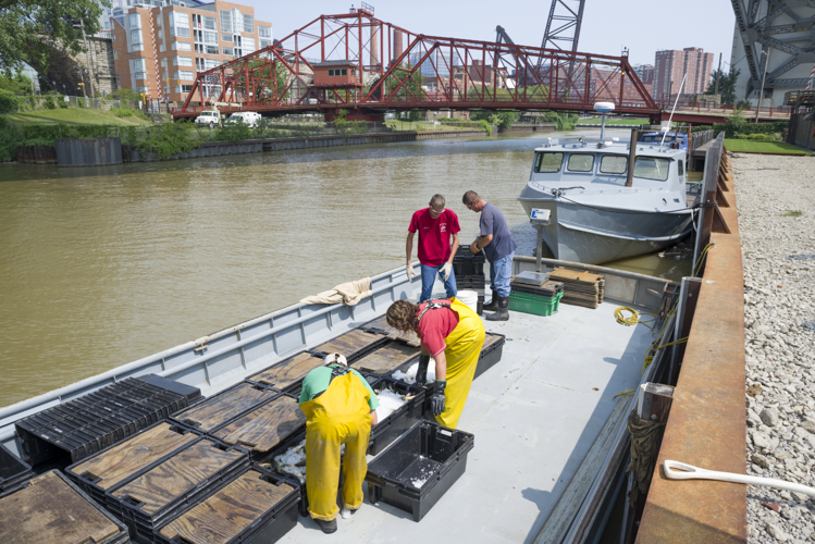 Unloading fish at Catanese Classic Seafood on the river