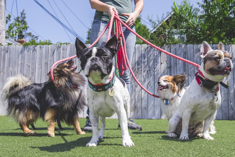 Heights Canine is implementing a no-contact doggie drop-off/pickup area.