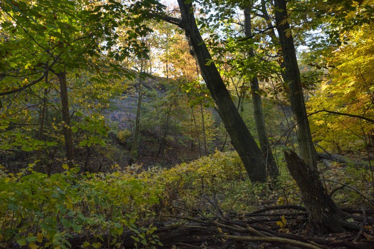 The shale cliffs of the Brooklyn Oxbow with the abandoned creek bed in foreground.