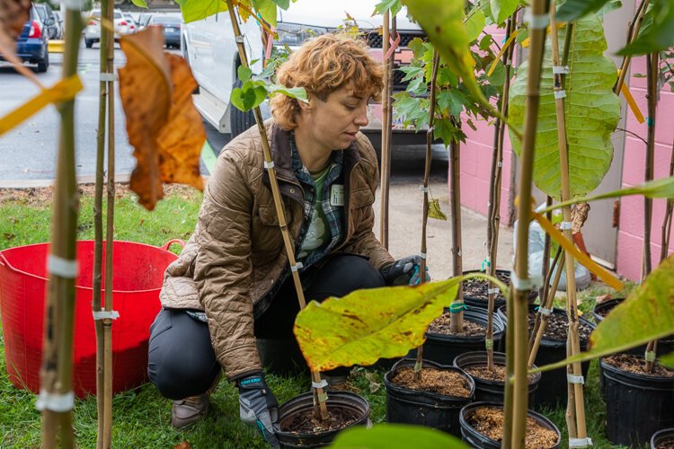 Sandra Albro, HF&G’s director of community partnerships at a recent tree give-away at the La Sagrada Familia Church in Gordon Square.