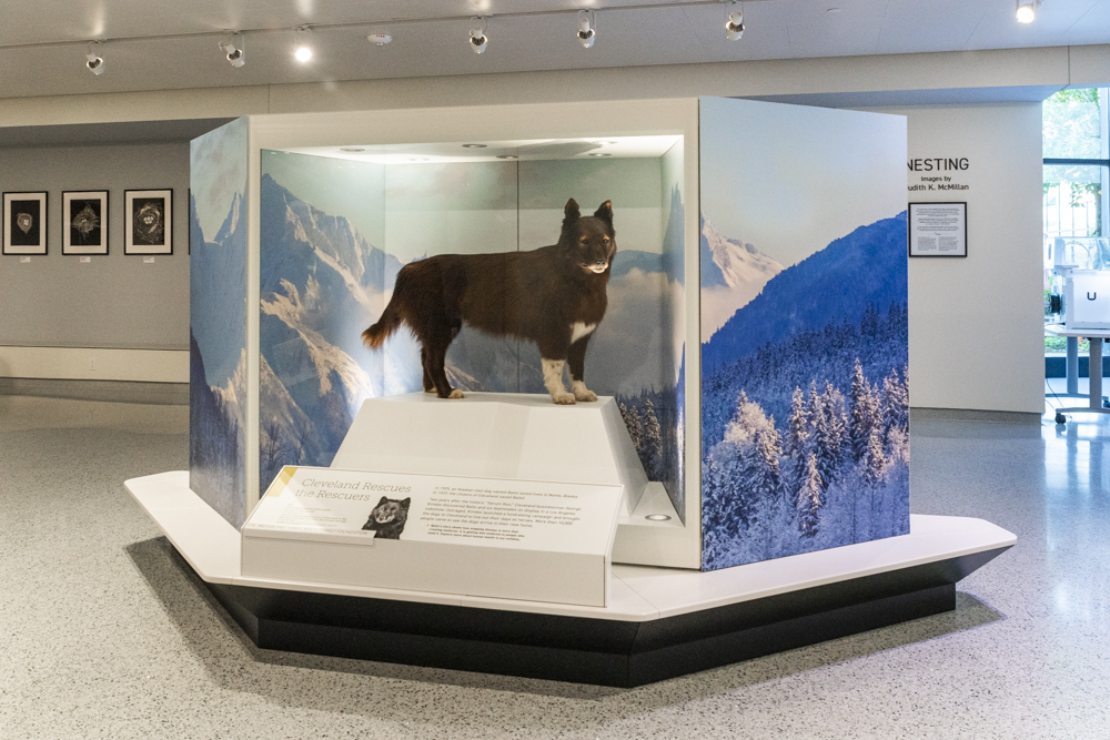 Display of Balto the sled dog