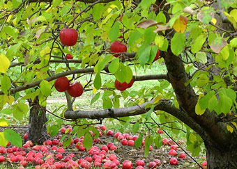 FruitTree1.jpg